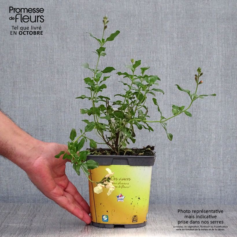 Esemplare di Salvia jamensis Melen - Salvia arbustiva Vaso da 2L/3L come consegnato in autunno