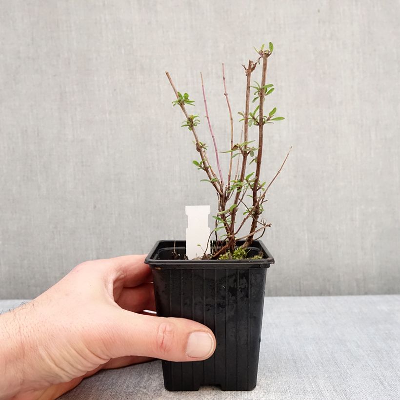 Example of Salvia Oriental Dove - Salvia arbustiva Vasetto da 8/9 cm as you get in hiver