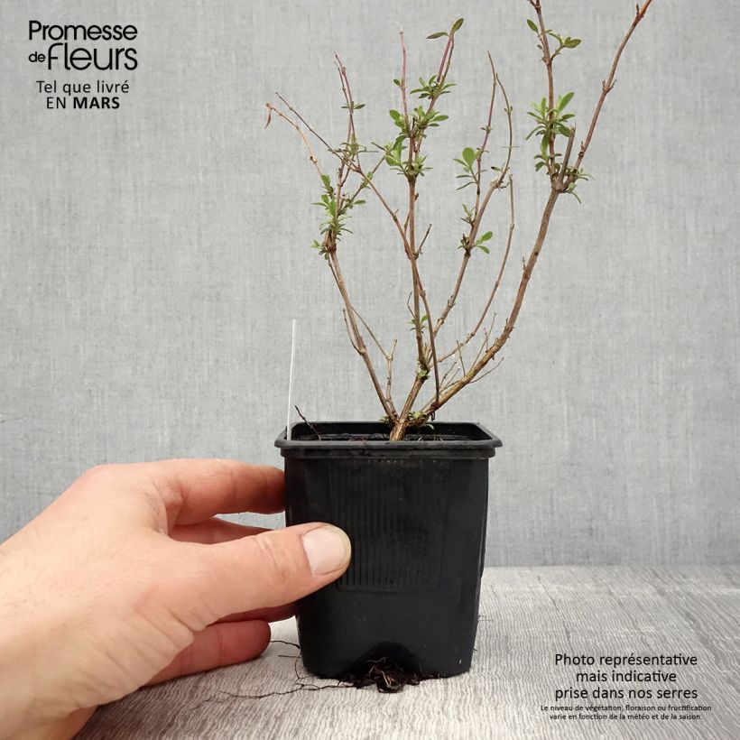 Example of Salvia jamensis Reve Rouge - Salvia arbustiva Vasetto da 8/9 cm as you get in printemps