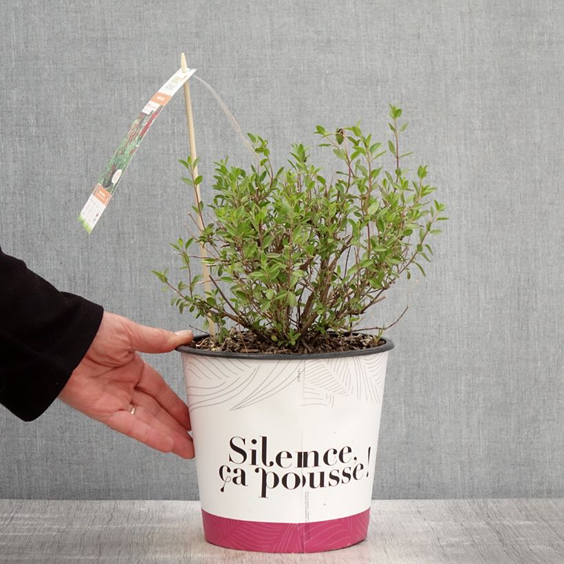 Example of Salvia jamensis Reve Rouge - Salvia arbustiva Vaso da 4L/5L as you get in printemps