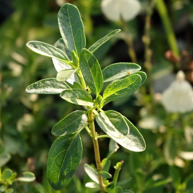 Salvia greggii Mirage Cream (Fogliame)