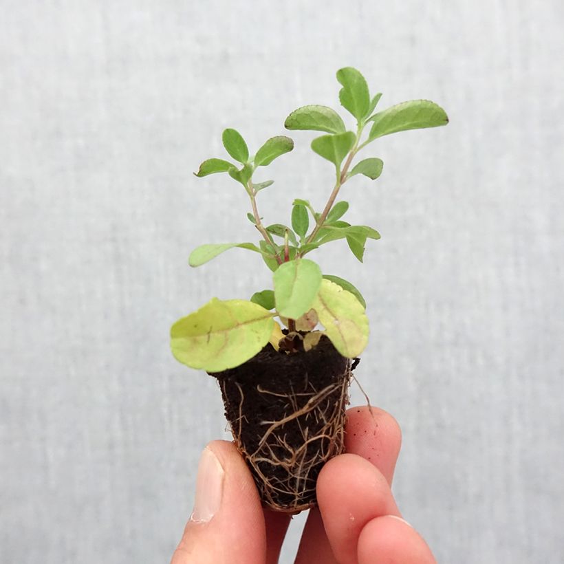 Example of Salvia greggii Mirage Salmon mini zolla... as you get in printemps