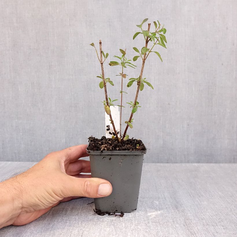 Esemplare di Salvia greggii Mirage Violet Vasetto da 8/9 cm come consegnato in autunno