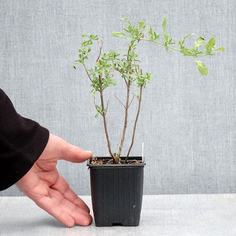 Example of Salvia greggii Sungold Vasetto da 8/9 cm as you get in printemps