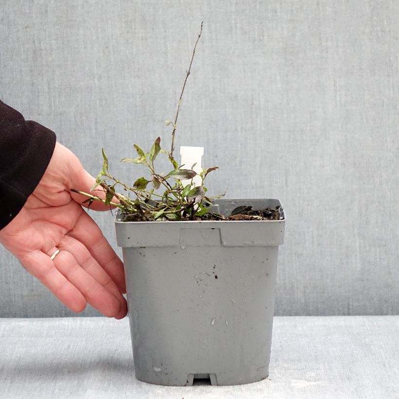 Salvia jamensis Raspberry Royal - Salvia arbustiva Vaso da 2L/3L esemplare consegnato in inverno