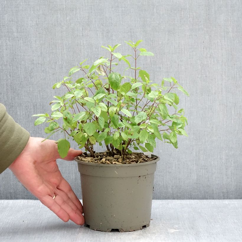 Example of Salvia microphylla grahamii Hot Lips - Salvia arbustiva Vaso da 2L/3L as you get in hiver