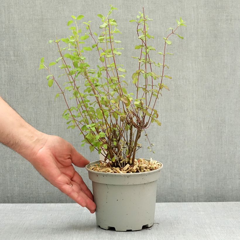 Salvia microphylla grahamii Hot Lips - Salvia arbustiva Vaso da 2L/3L esemplare consegnato in primavera