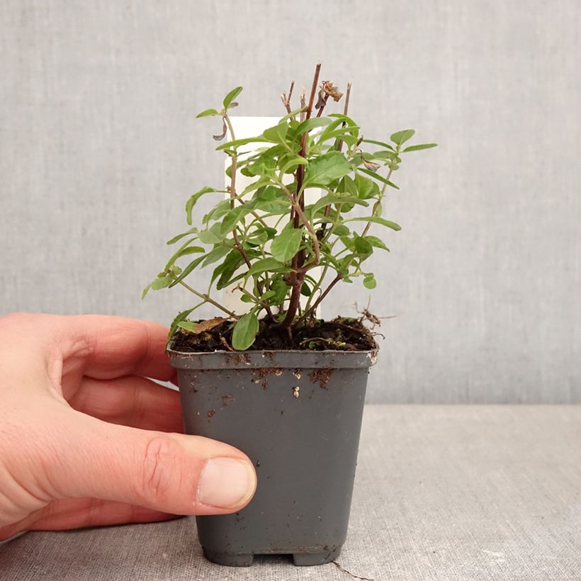 Salvia microphylla So Cool Pale Blue - Salvia arbustiva Vasetto da 8/9 cm esemplare consegnato in inverno