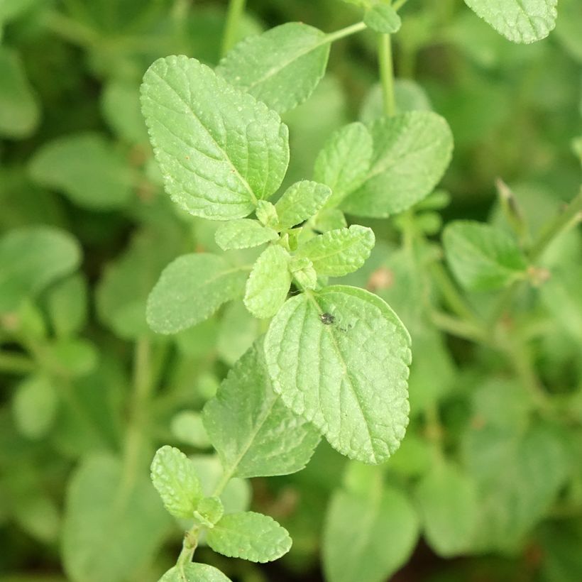 Salvia microphylla So Cool Pale Blue - Salvia arbustiva (Fogliame)