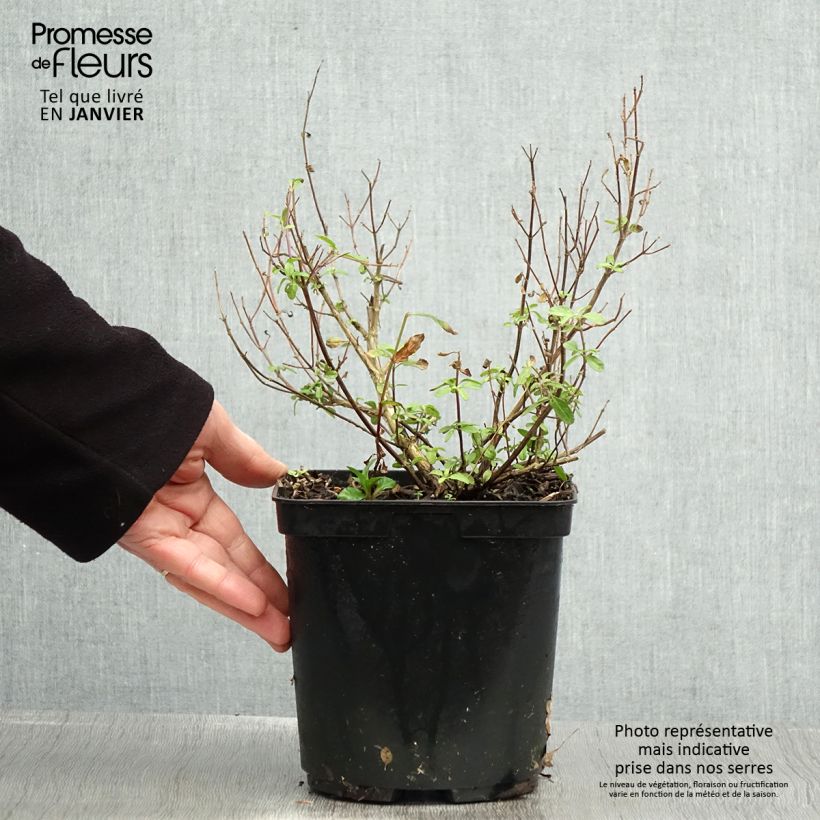 Salvia microphylla So Cool Pale Blue - Salvia arbustiva Vaso da 3L/4L esemplare consegnato in inverno