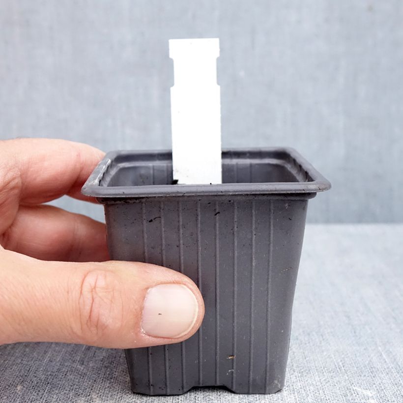 Esemplare di Sauge blanche laineuse - Salvia candidissima Vasetto da 8/9 cm come consegnato in autunno