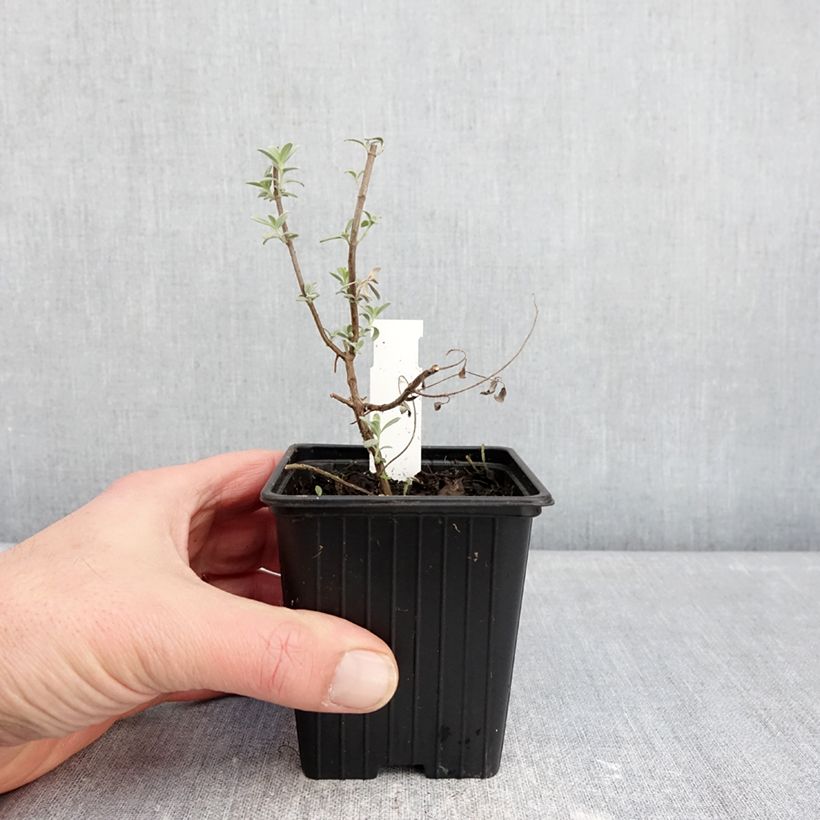 Sauge germandrée - Salvia chamaedryoides var. isochroma Vasetto da 8/9 cm esemplare consegnato in inverno