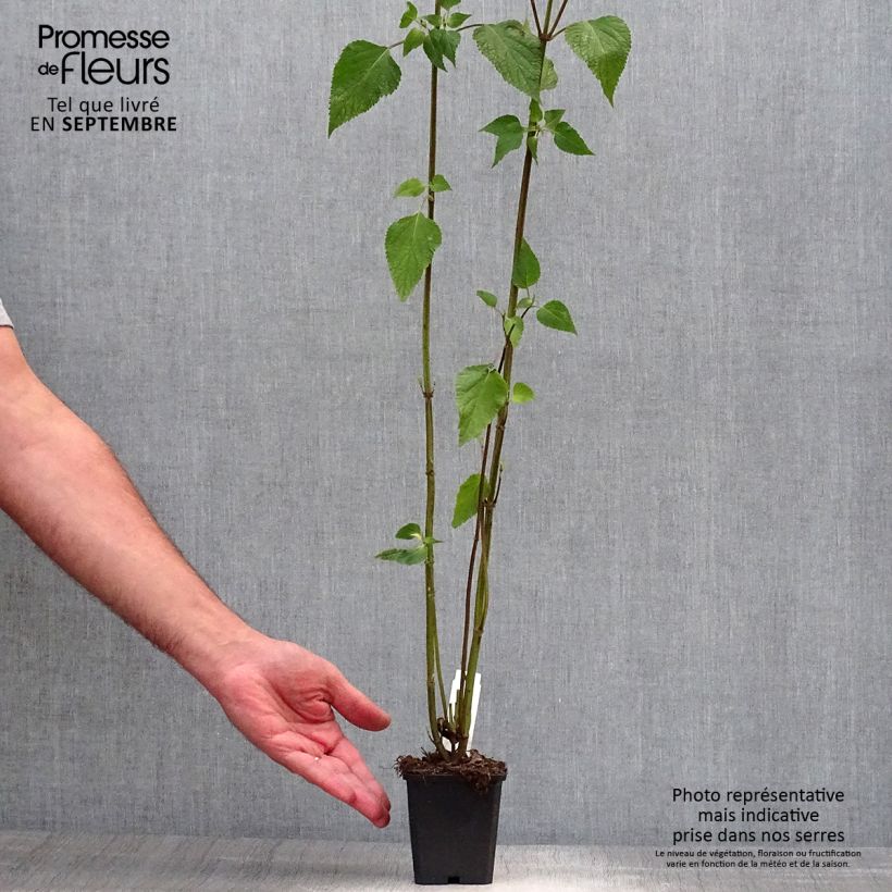 Esemplare di Salvia guaranitica Amistad violet Vasetto da 8/9 cm come consegnato in autunno