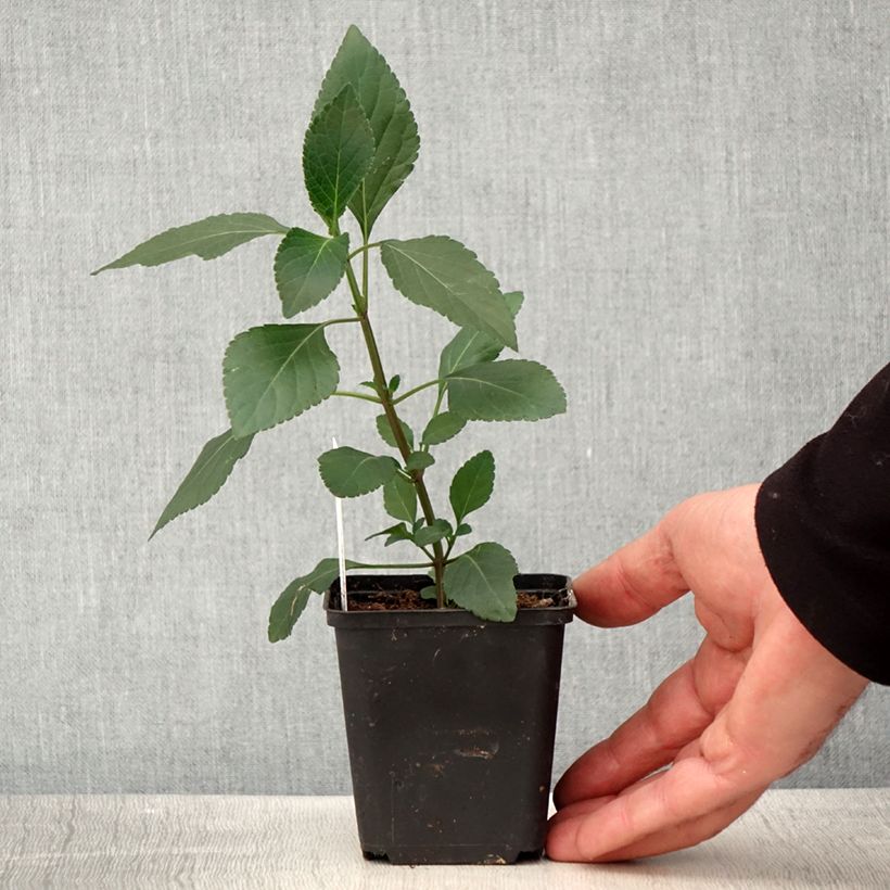 Salvia Kisses and Wishes - Salvia arbustiva Vasetto da 8/9 cm esemplare consegnato in primavera