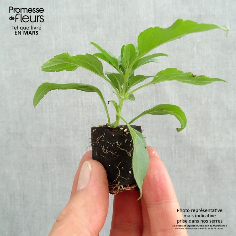 Salvia Kisses and Wishes - Salvia arbustiva mini zolla... esemplare consegnato in primavera