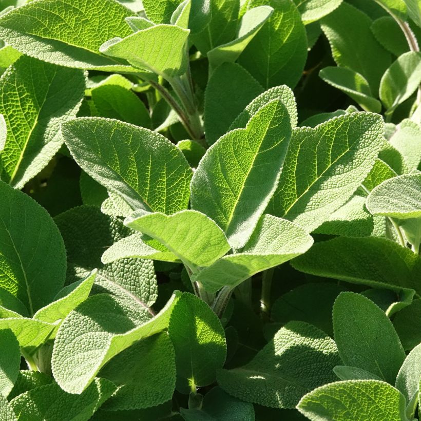 Salvia officinalis Berggarten - Salvia comune (Fogliame)