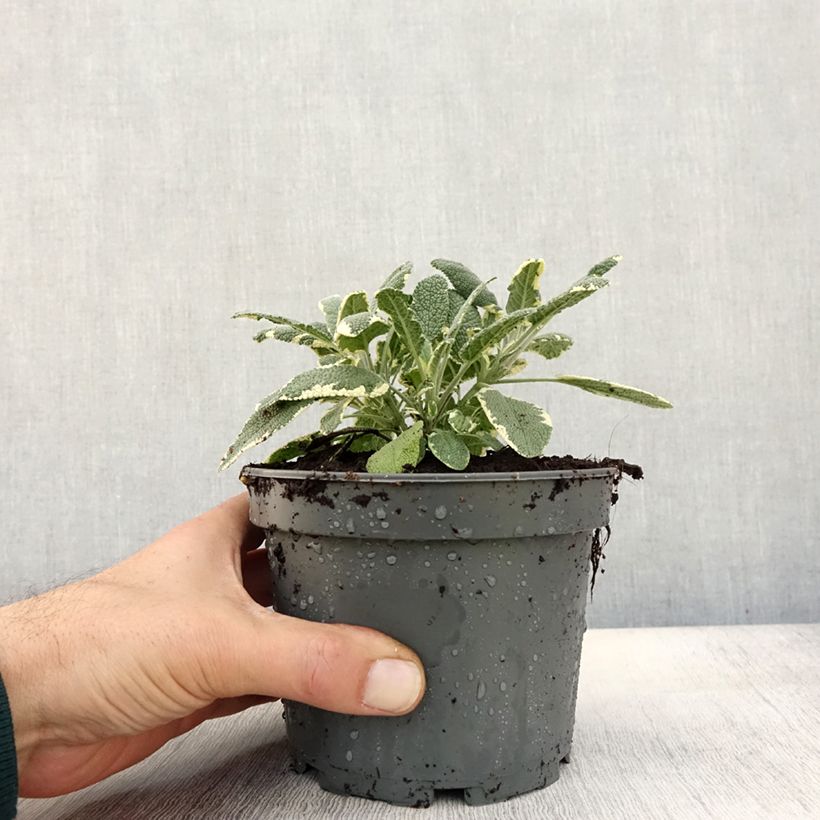 Esemplare di Sauge officinale Berggarten Variegated - Salvia officinalis Pot de 1,5L/2L come consegnato in autunno