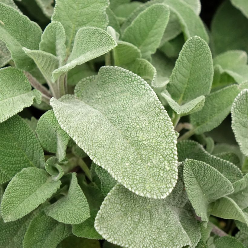 Salvia officinalis Maxima - Salvia comune (Foliage)