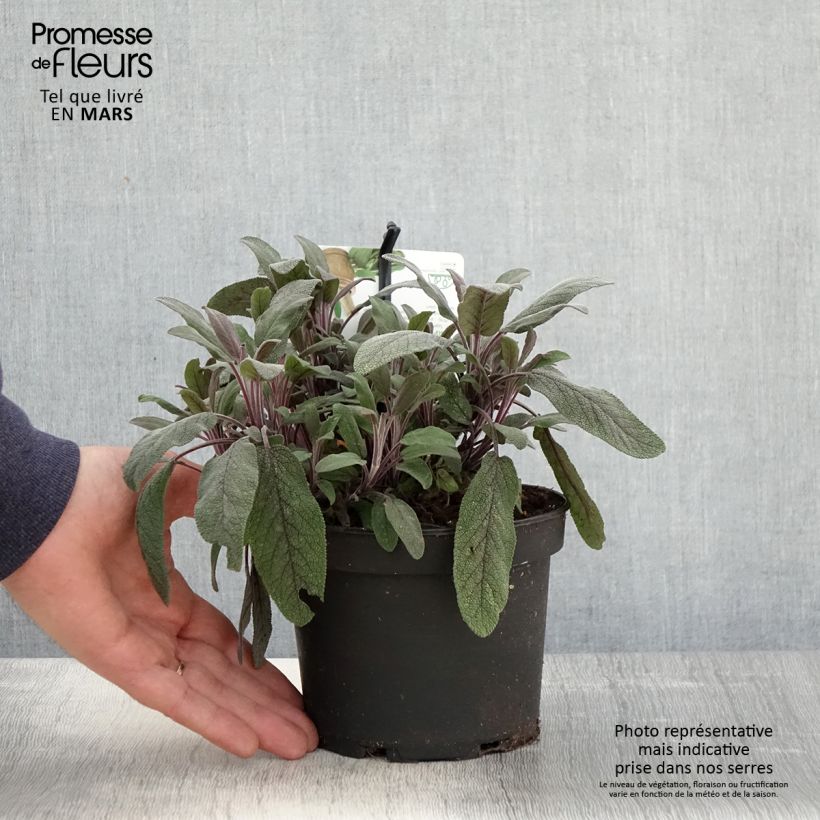 Salvia officinalis Purpurascens - Salvia comune Vaso da 1,5L/2L esemplare consegnato in primavera