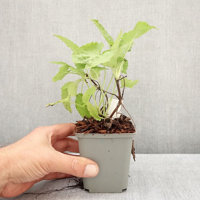 Esemplare di Salvia glutinosa - Salvia vischiosa Vasetto da 8/9 cm come consegnato in autunno