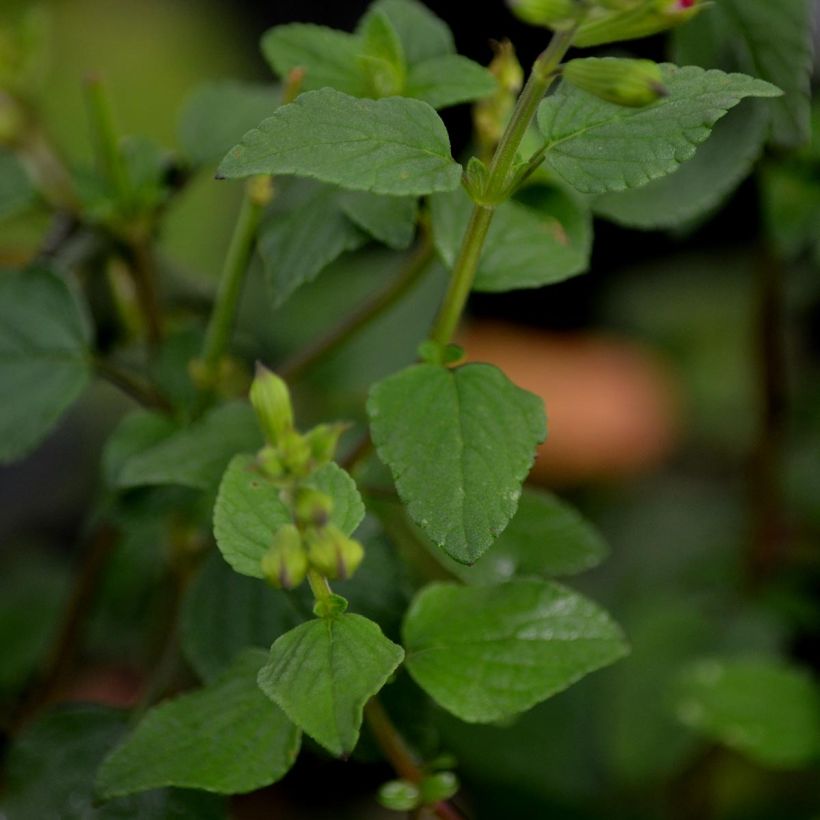 Salvia microphylla grahamii Hot Lips - Salvia arbustiva (Foliage)