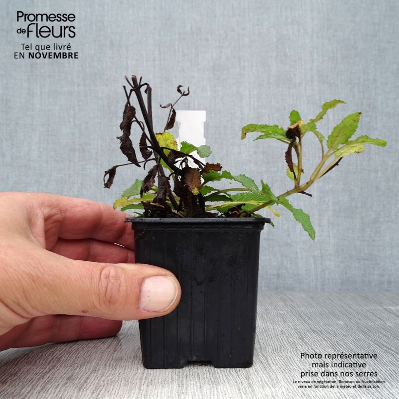 Esemplare di Salvia nemorosa Blauhügel Vasetto da 8/9 cm come consegnato in autunno
