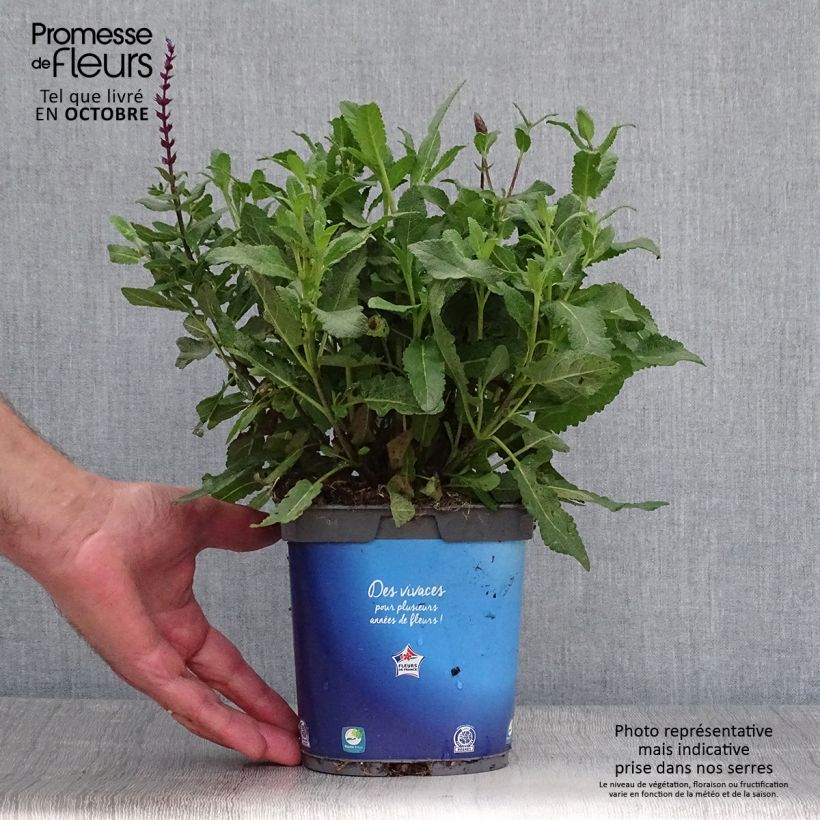 Esemplare di Salvia nemorosa Caradonna Vaso da 1,5L/2L come consegnato in autunno