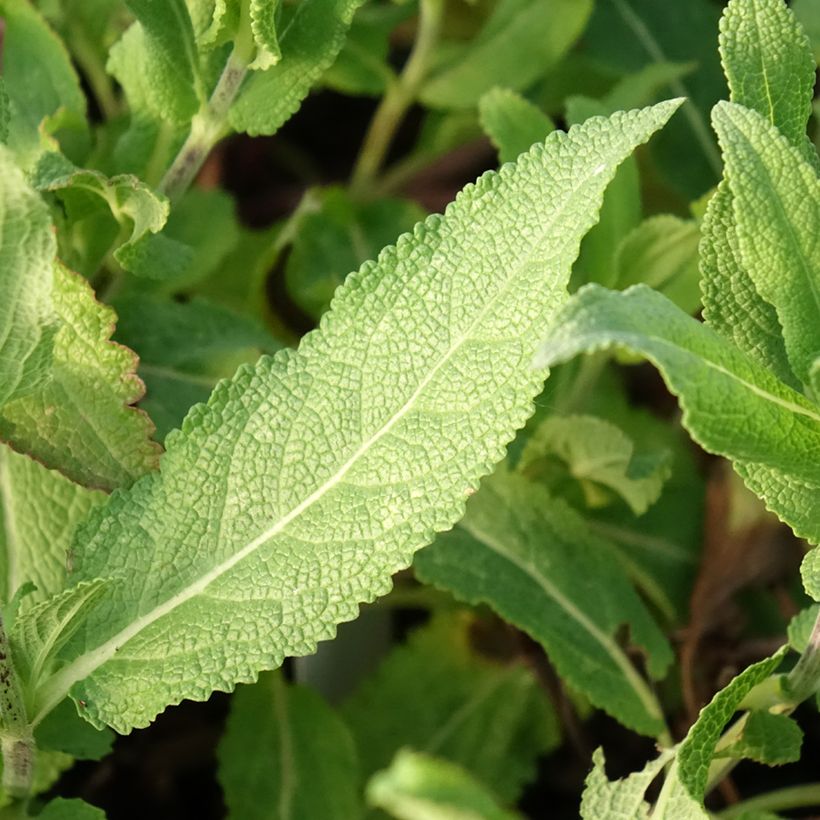 Salvia nemorosa Caradonna Pink (Fogliame)