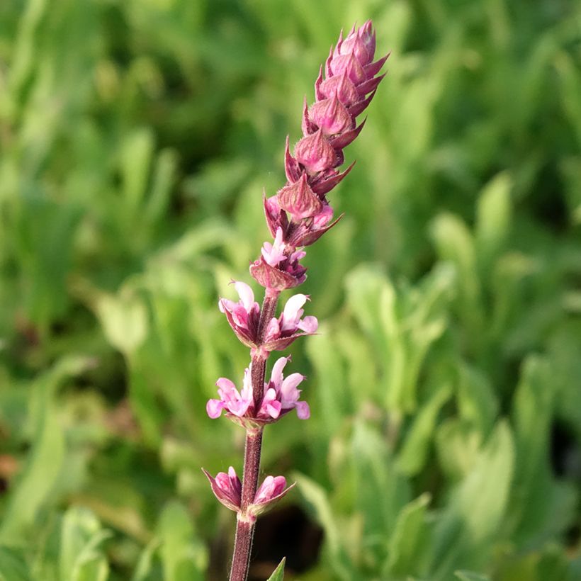 Salvia nemorosa Caradonna Pink (Fioritura)