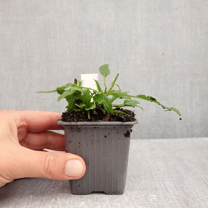 Esemplare di Salvia nemorosa Caradonna Pink Vasetto da 8/9 cm come consegnato in autunno