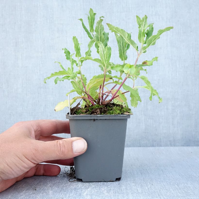 Salvia nemorosa Caradonna Pink Vasetto da 8/9 cm esemplare consegnato in primavera