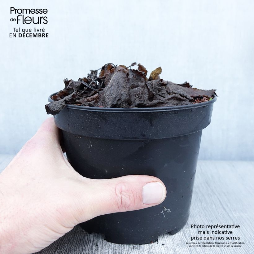 Esemplare di Sauge - Salvia sylvestris Rhapsody in Blue Pot de 2L/3L come consegnato in autunno
