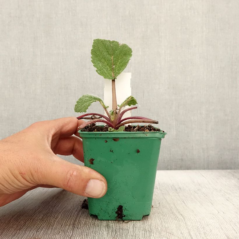Esemplare di Sauge sclarée - Salvia sclarea Godet de 8/9 cm come consegnato in autunno