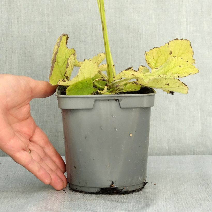 Esemplare di Salvia moscatella - Salvia sclarea Vaso da 1,5L/2L consegnato in estate