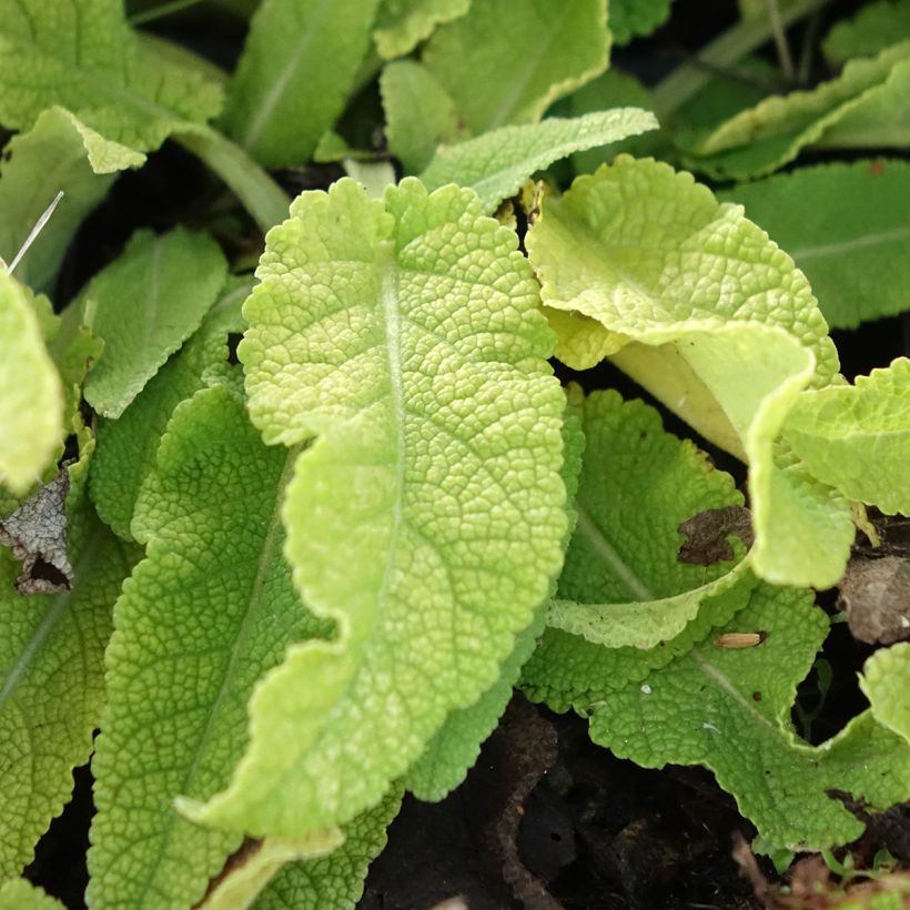 Sauge Spires Snow Kiss - Salvia hybrida (Fogliame)