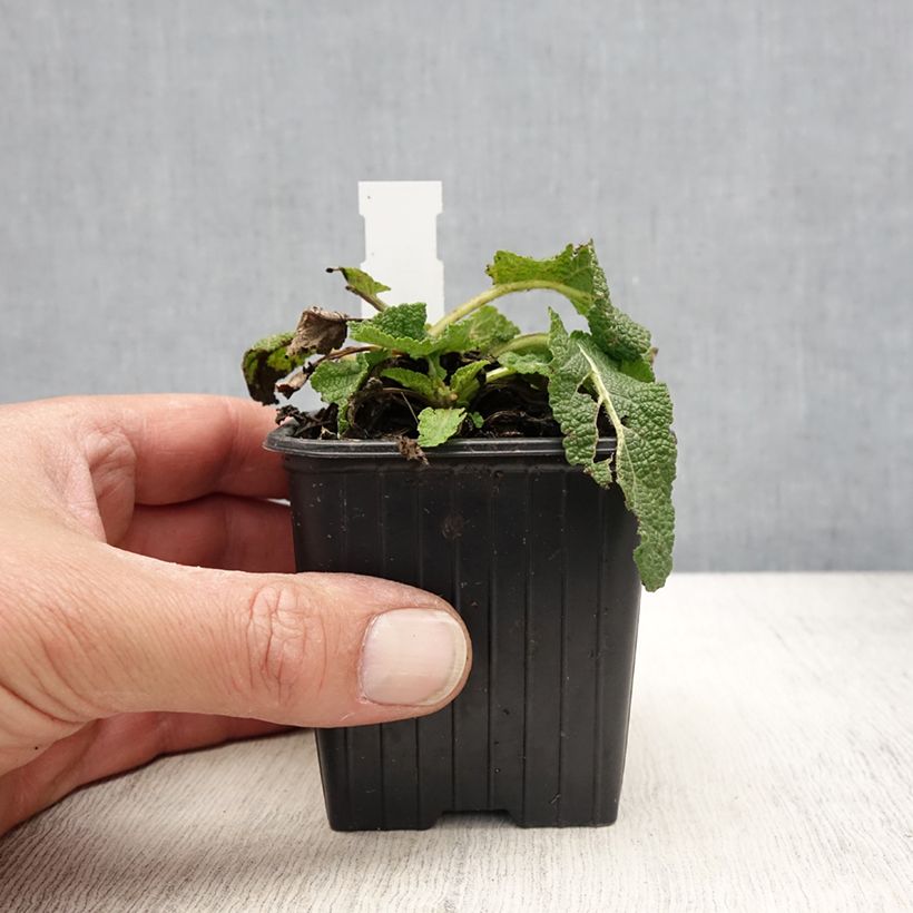 Sauge Spires Snow Kiss - Salvia hybrida Vasetto da 8/9 cm esemplare consegnato in primavera