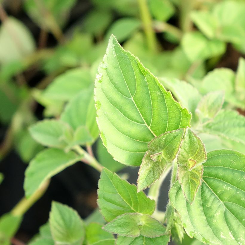 Salvia elegans Tangerine - Salvia ananas (Fogliame)