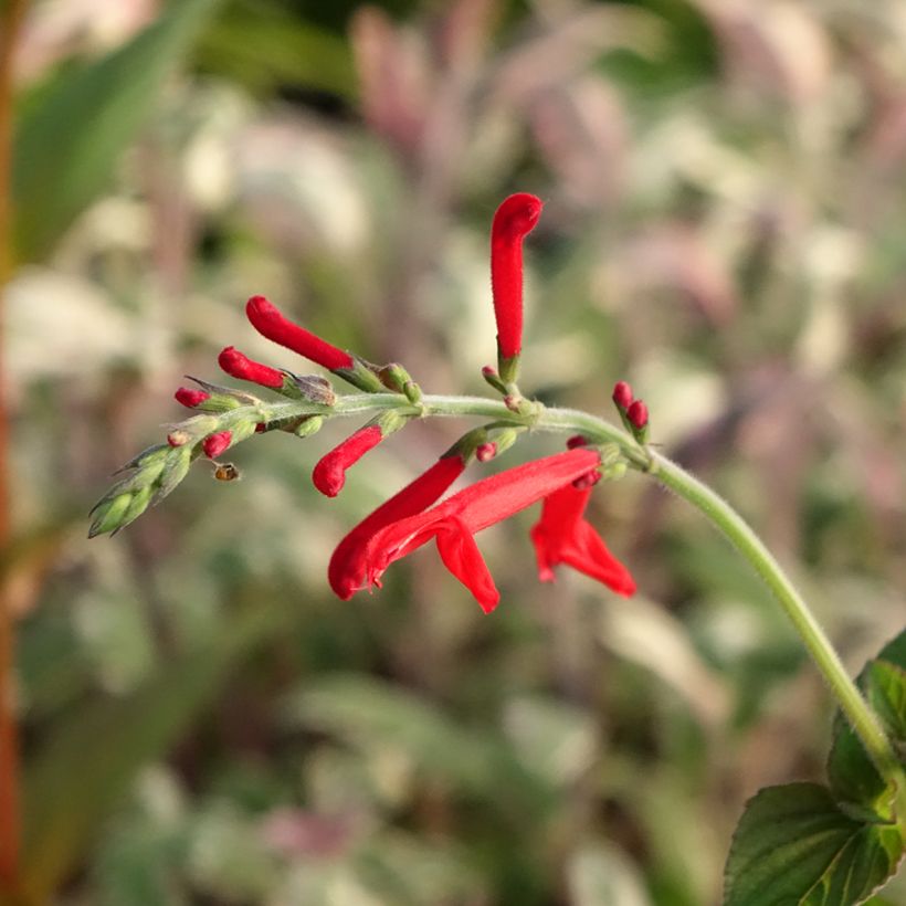 Salvia elegans Tangerine - Salvia ananas (Fioritura)