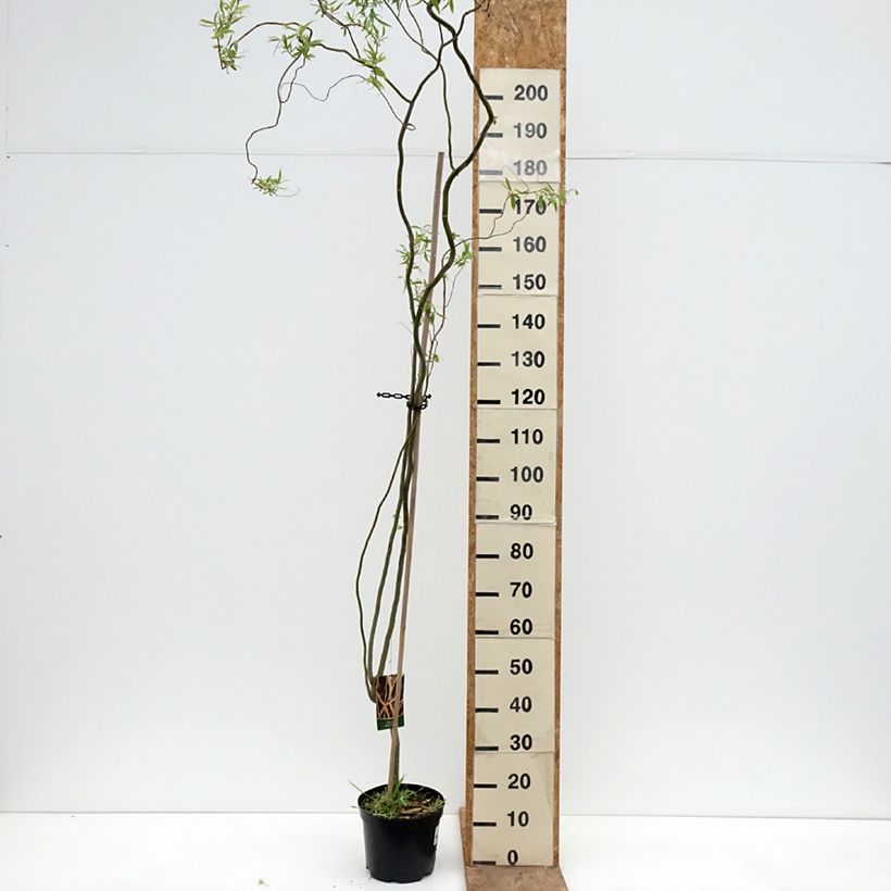Salix alba Dart's Snake Vaso da 4L/5L esemplare consegnato in primavera