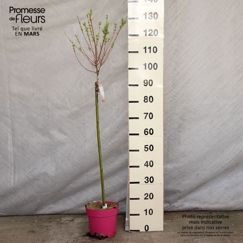 Salix integra Flamingo Vaso da 4L/5L esemplare consegnato in primavera