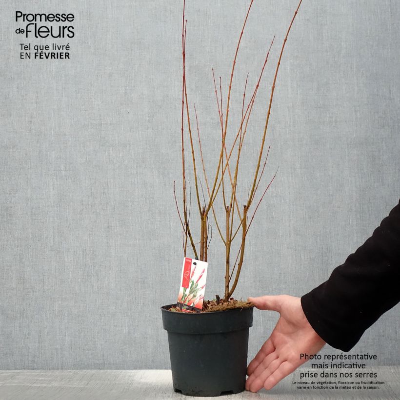 Saule crevette - Salix integra Flamingo Pot de 2L/3L esemplare consegnato in inverno
