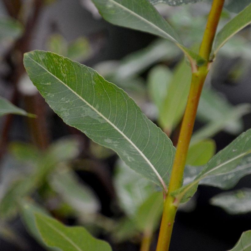 Salix integra Hakuro Nishiki (Foliage)