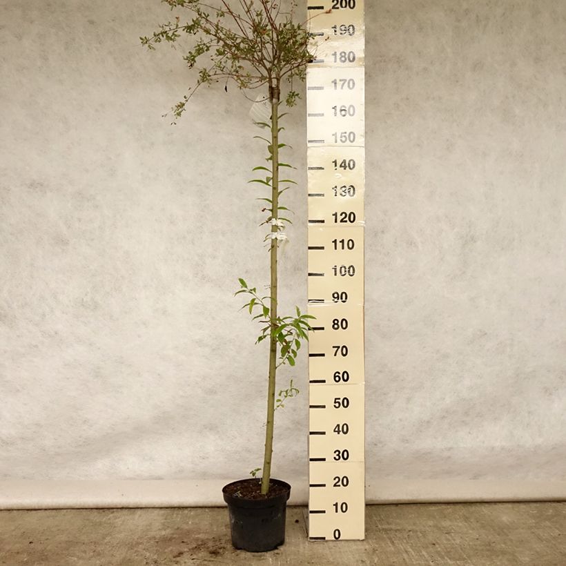Esemplare di Salix integra Hakuro Nishiki Vaso da 7,5L/10L, Vaso impalcato consegnato in estate