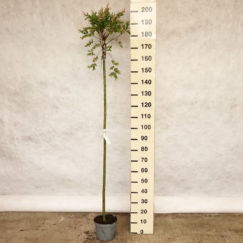 Example of Salix integra Hakuro Nishiki Vaso da 7,5L/10L, Vaso impalcato as you get in printemps