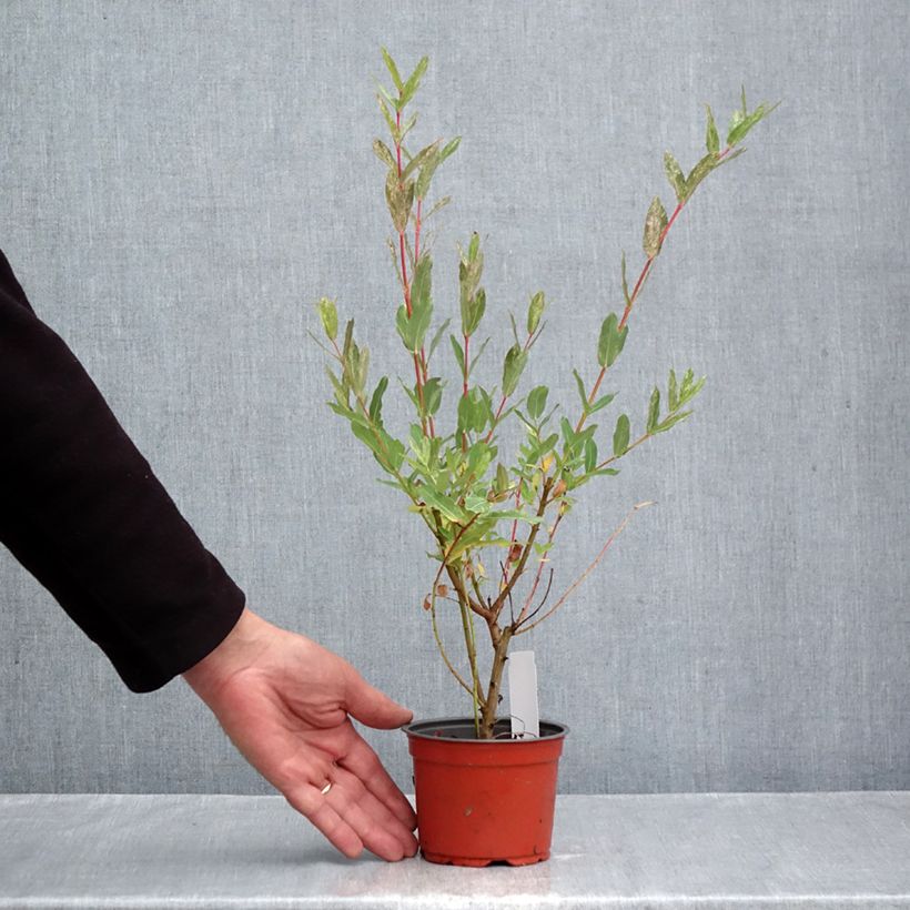 Esemplare di Salix integra Hakuro Nishiki Vaso da Ø 10 cm/11 cm come consegnato in autunno