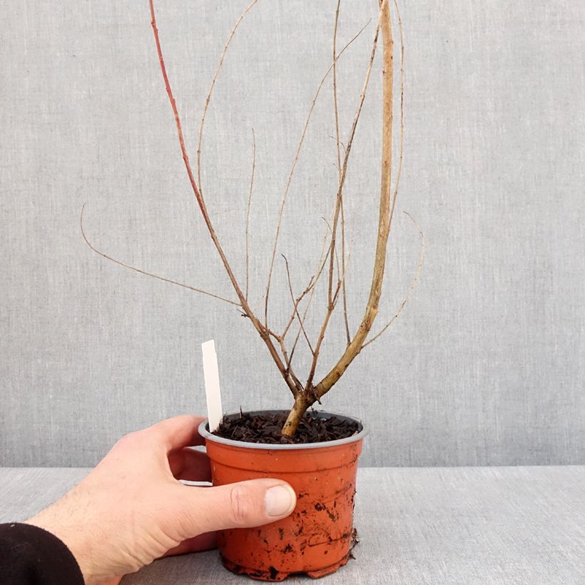 Saule crevette - Salix integra Hakuro Nishiki Pot de 10 cm/11cm esemplare consegnato in inverno