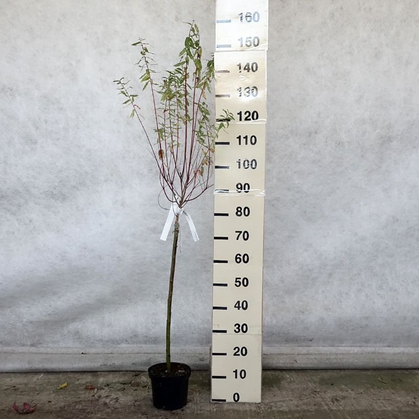 Esemplare di Salix integra Hakuro Nishiki Vaso da 2L/3L, Vaso impalcato come consegnato in autunno