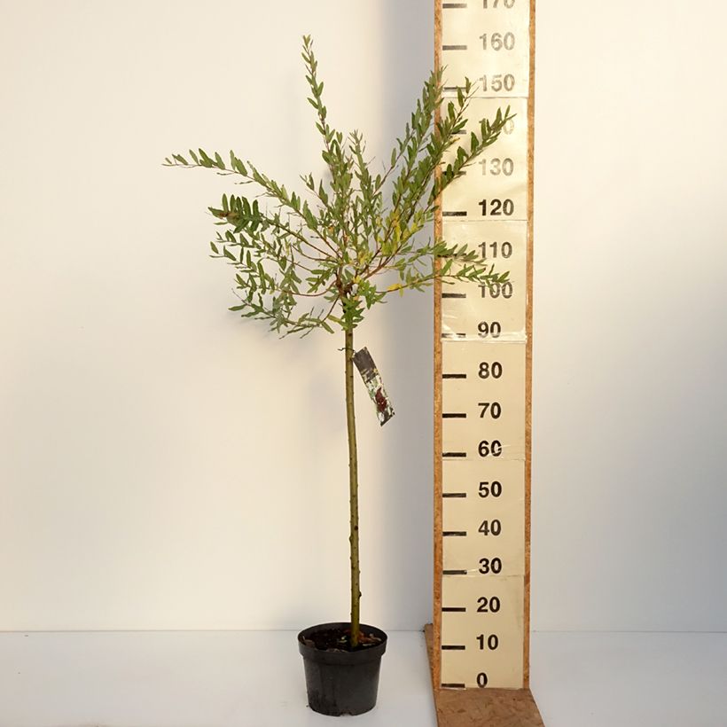 Esemplare di Salix integra Hakuro Nishiki Vaso da 4L/5L, Vaso impalcato come consegnato in autunno
