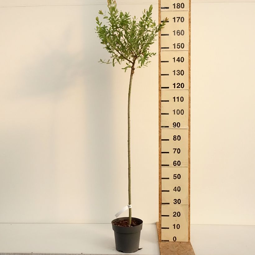 Esemplare di Salix integra Hakuro Nishiki Vaso da 4L/5L, Vaso impalcato consegnato in estate