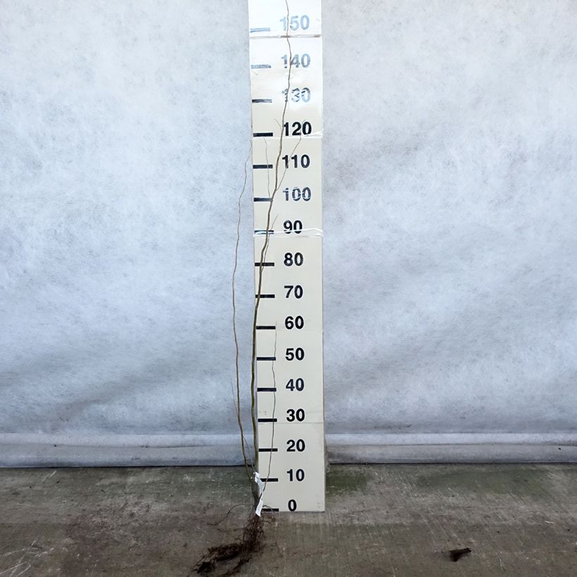 Salix matsudana Tortuosa - Salice piangente Piante piccole a radice nuda esemplare consegnato in inverno